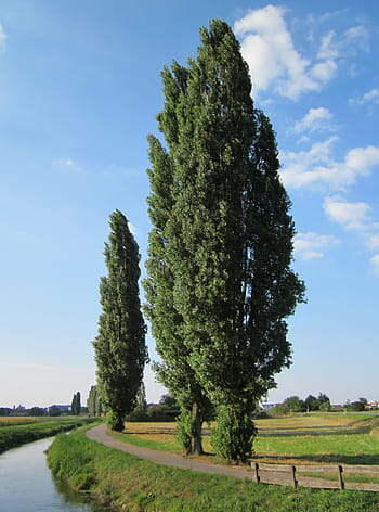populus nigra, δέντρο, λεύκες, τρόπος, μονοπάτι, ρεύμα, ποταμάκι, χλωρίδα, βοτανική, είδος, φυτό