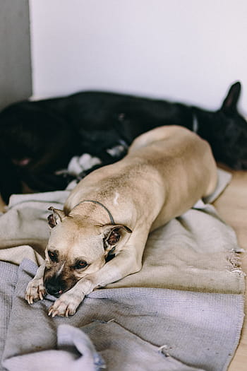 かわいい、 犬、 敷設、 ベッド、 古い、 古い犬、 amstaff、 アメリカンスタッフォードシャーテリア、 ペット、 動物、 横になっている犬