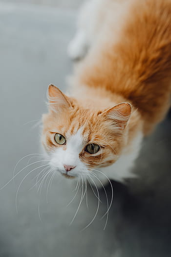 gato, Italia, mascotas, animales, callejeros, gatitos, gatos, Sorrento