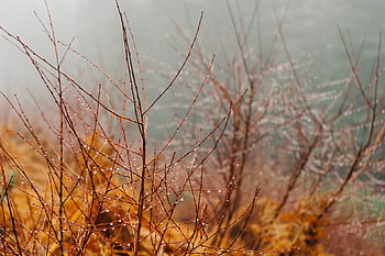 dauw, water, druppels, takken, bossen, natuur
