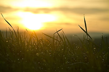 green, grass, water droplets, orange, sunset, sunrise, water tropics, sun, sky, nature, mood