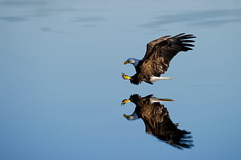 brown, white, eagle, flying, sky, reflective, water, animal, photography, bald, blue