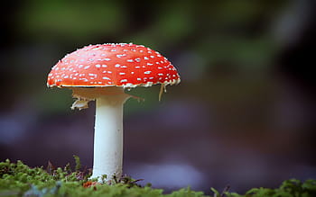 red, white, mushroom, fly agaric, nature, forest, fungus, close-up, outdoors, day, growth