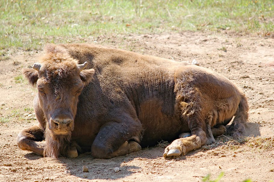bizona, evropské, tur, zvíře, savec, artiodactyl, přežvýkavec, zoo