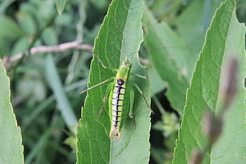 čepel, caelifera, saranče, ebulus, zelená, list, orthoptera, sambucus, plevel, hmyz, zelená barva