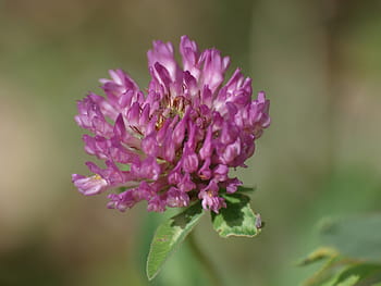 kløverblomst, Klee, blomstre, flor, spids blomst, natur, foderplante, blomst, vilde blomster, rødkløver, plante