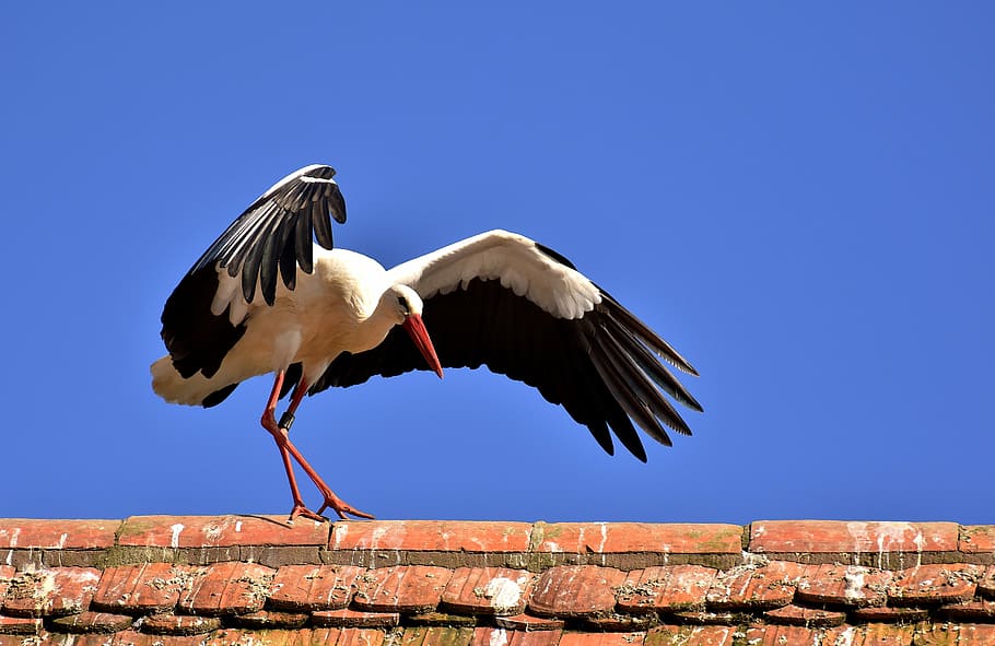 Černá, bílý, ptačí fotografie, během dne, čáp, pták, létat, peří, Příroda, živočišného světa, křídlo