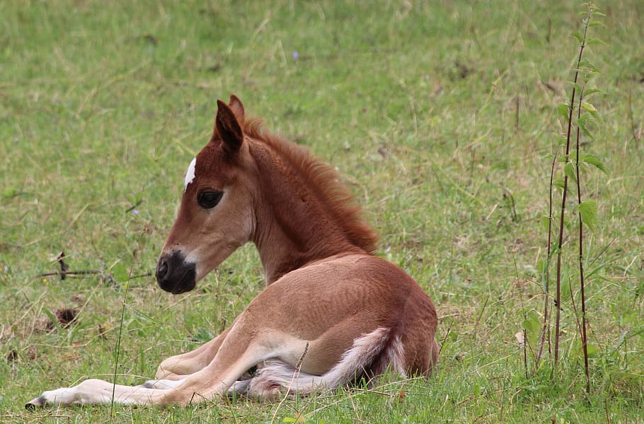 brown, jockey, grass, Foal, Lying, Horse, horse foal, animal, nature, mammal, outdoors
