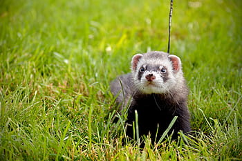 ferret, summer, grass