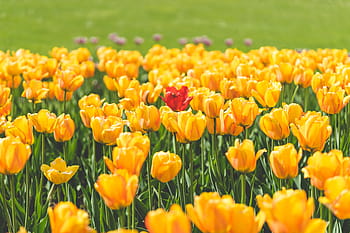 bunga tulip, dikelilingi, Satu, Merah, Tulip, Bunga, Kuning, warna-warni, taman, hijau, alam