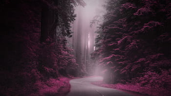 mysterie, weg, fantasie, magisch, mist, Bos, natuur, landschap, nacht, pad, donker