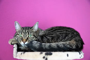 ネコ、 可愛い、 動物、 哺乳類、 ペット、 甘い、 虎、 若い猫、 猫の目、 生意気な、 眼