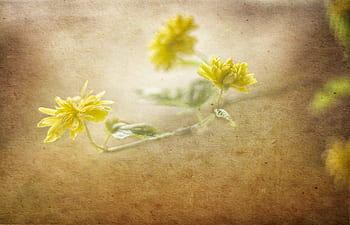 graphics, the background, flowers, texture, banner, model, spring, a postcard, photoshop, decorative, yellow