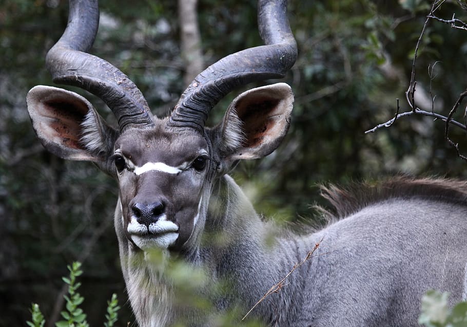 animals, kudu, africa, horns, mammals, south africa, nature, safari, deer, antelope, savannah
