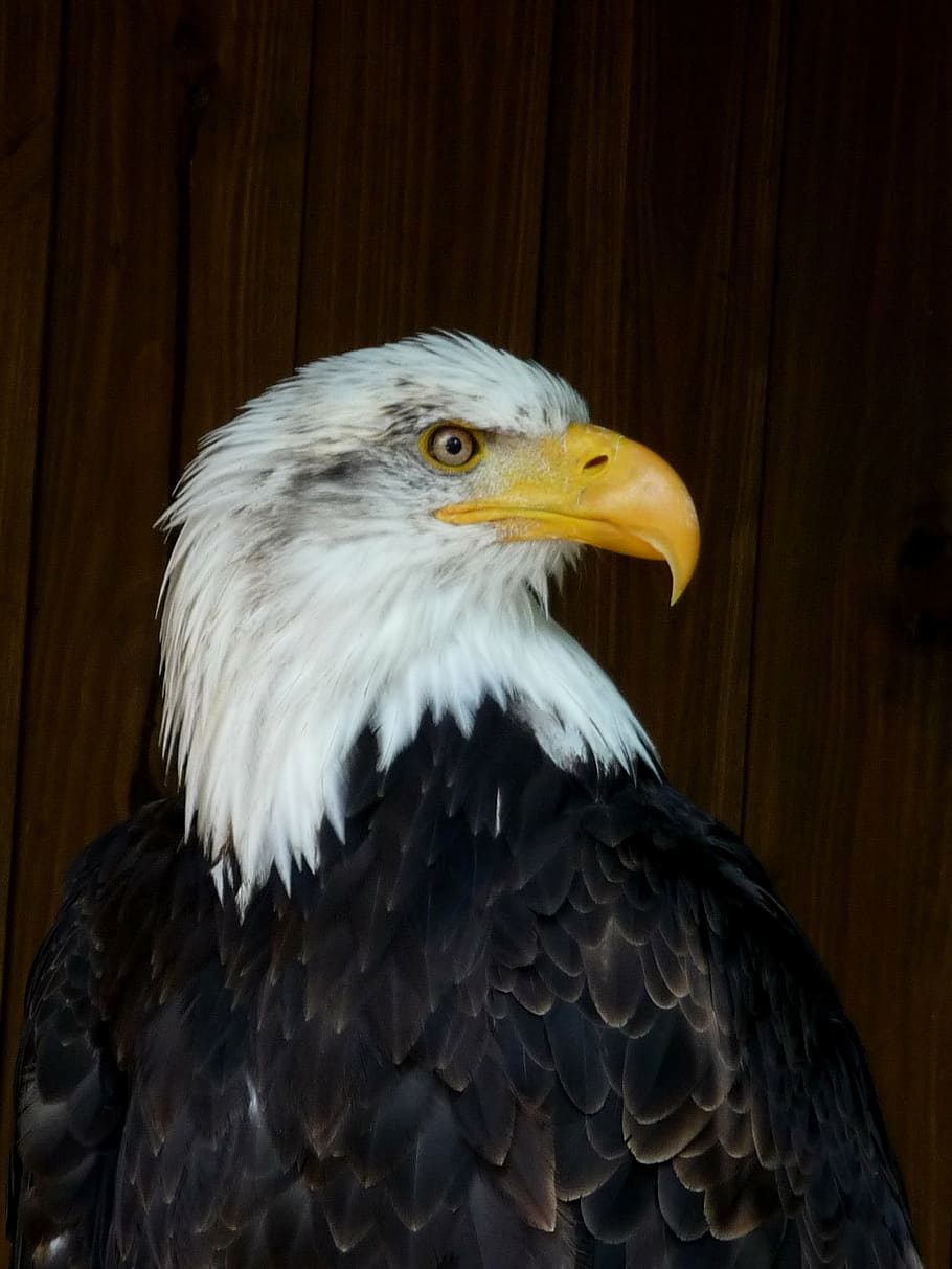 aquila di mare, uccello, aquila, predatore, rapaci da riproduzione