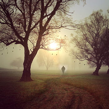 silhouette, person, standing, trees, walk, landscape, sun, sky, man, shadow, away