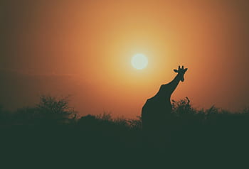 シルエット写真、 キリン、 シルエット、 植物、 日没、 動物、 野生動物、 木、 屋外、 自然、 空