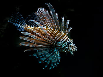빨간 불 물고기, 물고기, 수중, 수중 세계, 유독 한, 수족관, 다이빙, 바다, lionfish, 대양, 위험한