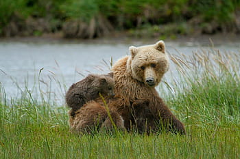 grizzly, bære, cub, sidder, legeme, vand, bjørne, voksen, unger, kystbrune, portræt