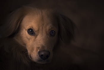 Gelb, Labrador Retriever Welpe, Natur, Tiere, Hund, Haustier, braun