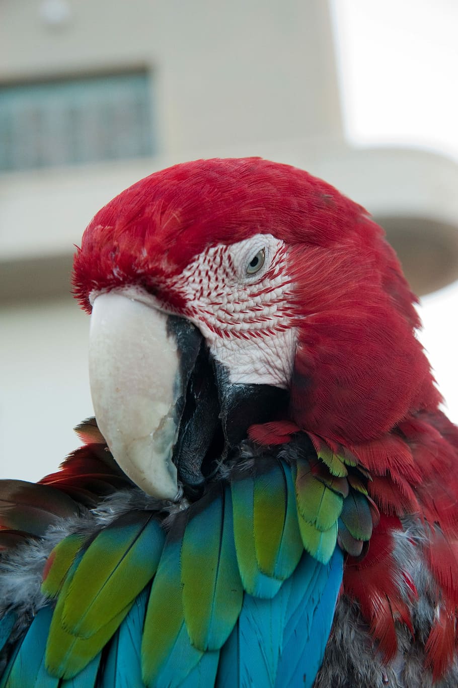 parrot, red parrot, macaw, colorful parrot, bird, feathered animal, tropical bird, close-up parrot, parrot beak, parrot eye, parrot feathers