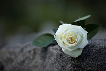 white rose, grey marble, purity symbol, condolence, loving memory, mood, gravestone, nature, outdoor