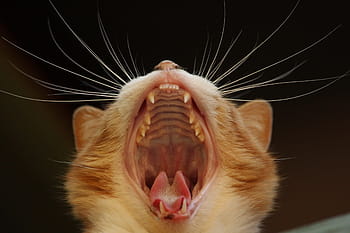 oranžové kotě zívání, kočka, zívnutí, Kočkovitý, zblízka, kníry, pusa, jazyk, zuby, zívání, unavený