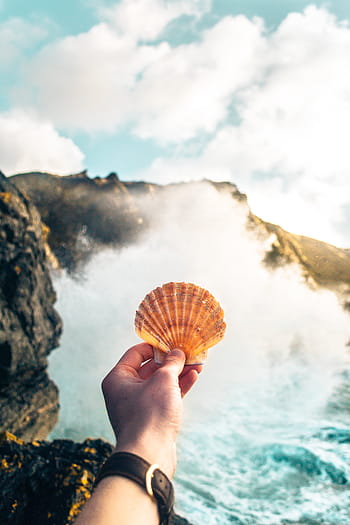 person, showing, brown, sea shell, clam, shell, hand, arm, watch, sea, ocean