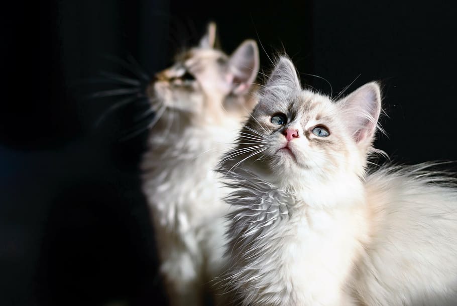 2、 白、 ペルシャ猫、 猫、 飼い猫、 若い猫、 子猫、 動物、 目、 ペット、 飼いならされた動物