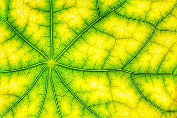 fotosintesi, foglia verde, struttura, vene, cellule, assimilazione, clorofilla, ossigeno, co2, macro, respirare