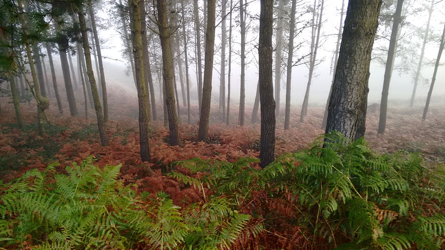 forest, fog, sawmill, nature, trees, path, santiago, spain