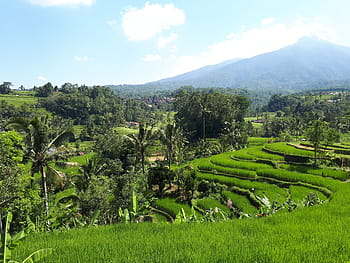 pole, Ryż, pola ryżowe, Bali, Indonezja