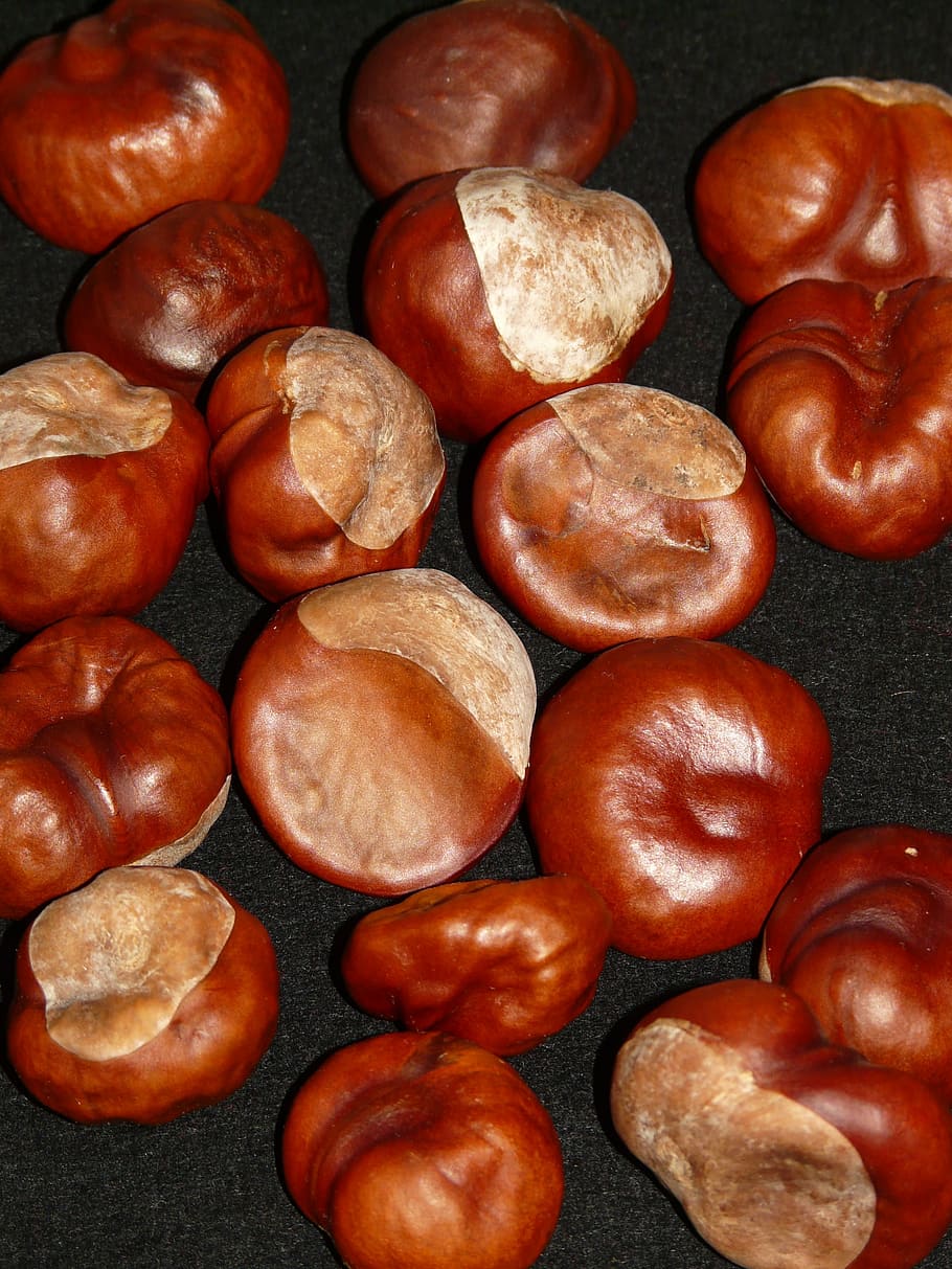 Kaštan, matice, hnědý, podzim, dráteník, obyčejné rosskastanie, aesculus hippocastanum, společné rosskastanie, bílá rosskastanie, aesculus