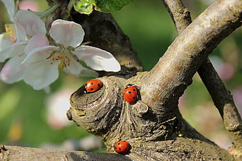 tři oranžové berušky, slunéčko sedmitečné, květ jabloně, větev, hmyz, Příroda, Červené, brouk, detail, rostlina, zvíře