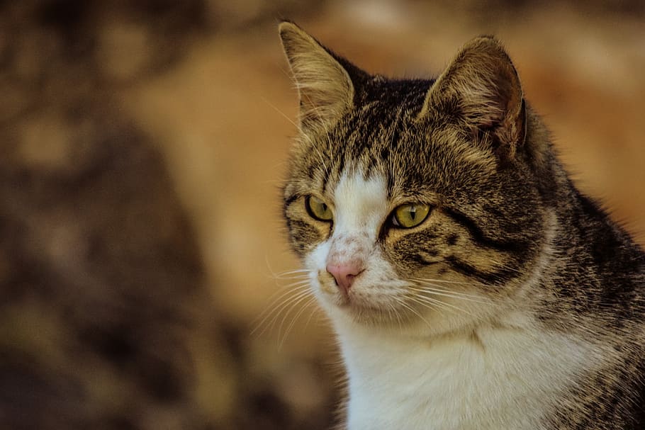 selective, short-fur silver, tabby, cat, stray, cute, animal, nature, looking, eyes, face