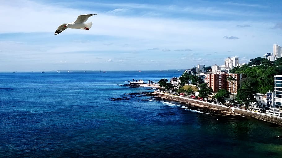 มหาสมุทร, นกนางนวล, Litoral, ภูมิประเทศ, ทำลาย, beira mar, การท่องเที่ยว, ซัลวาดอ, บราซิล, น้ำ, ทะเล