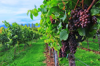 grapes farm, wine, wine harvest, grapes, vintage, autumn, plant, leaf, vineyard, autumn colours, palatinate