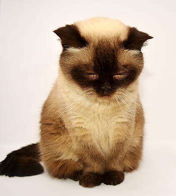 siamese cat, british shorthair, cat, pet, mieze, british, short hair, adidas, domestic cat, british shorthair cat, thoroughbred