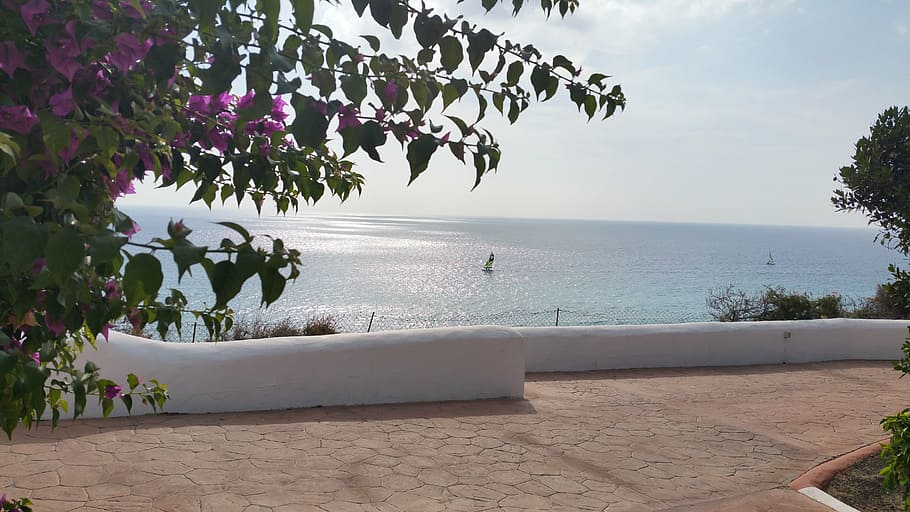 zelená, stromy, vedle, tělo, voda, fuerteventura, atlantický, Pohled, Dovolená, hotel, bouganville