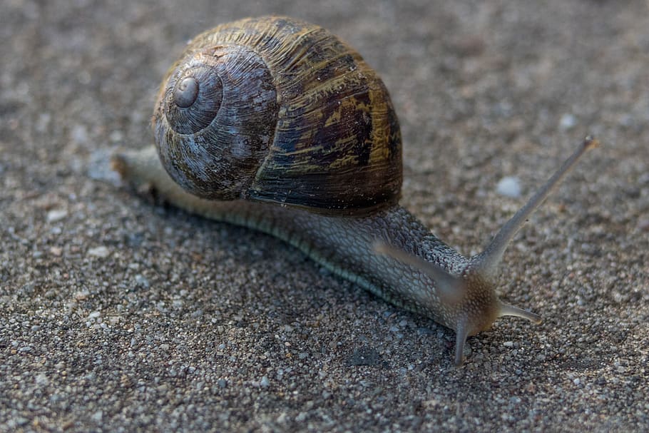 hlemýžď, zpomalit, měkkýšů, bezobratlých, Příroda