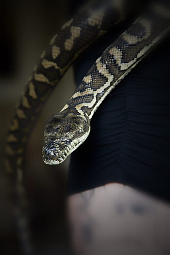serpent, serpent à tapis, animal de compagnie serpent, animaux domestiques, animal, reptile, reptilium, constricteur, boa, python