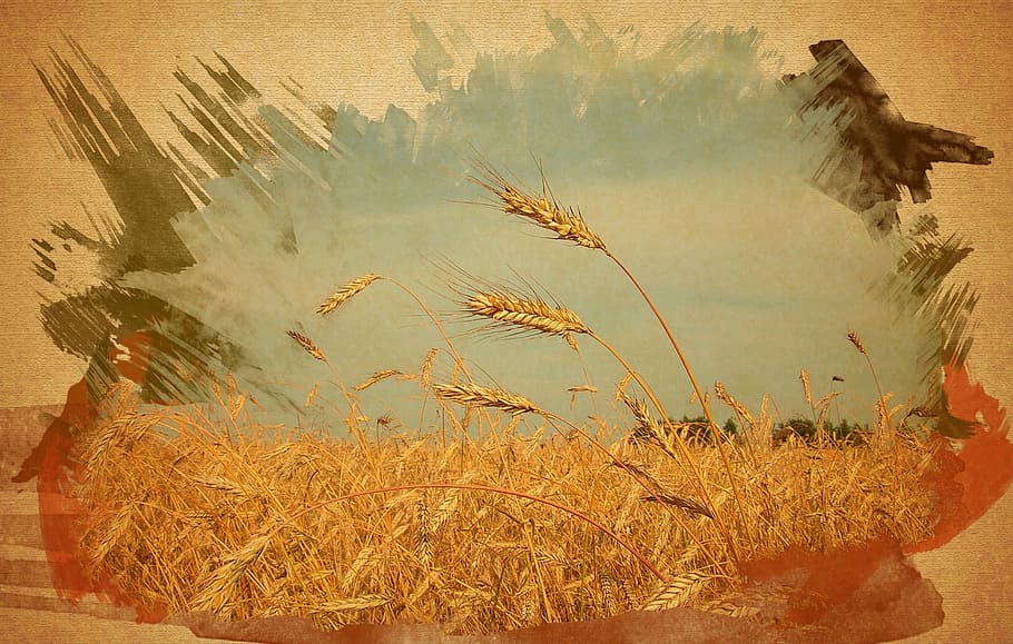 peinture de champ de riz, champ de céréales, blé, trois épillets, le champ de blé effet aquarelle, la nature, croissance, personne, agriculture, plante, journée