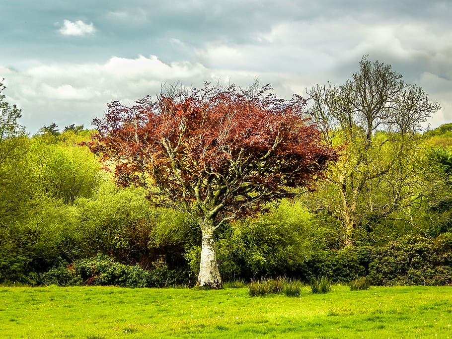 tall, brown, leaves, tree, surround, trees, white, clouds, taken, daytime, green