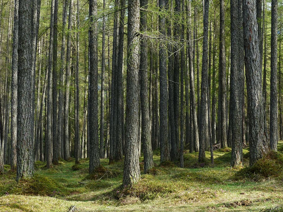 green trees, larch forest, forest, larch, tree trunks, strains, fairy tale forest, larix, pine family, western, nature