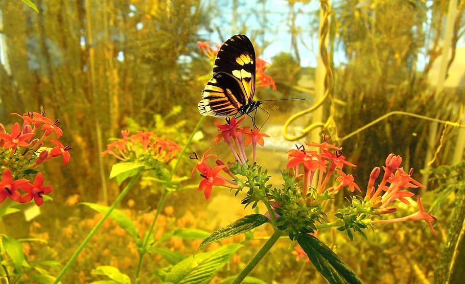 farfalla, a parte, insetto, giardino, giardino delle farfalle, pianta, fiore