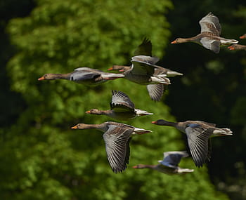 flock, mallard ducks, flying, green, tree, flock of birds, canada geese, geese, wing, goose, animals