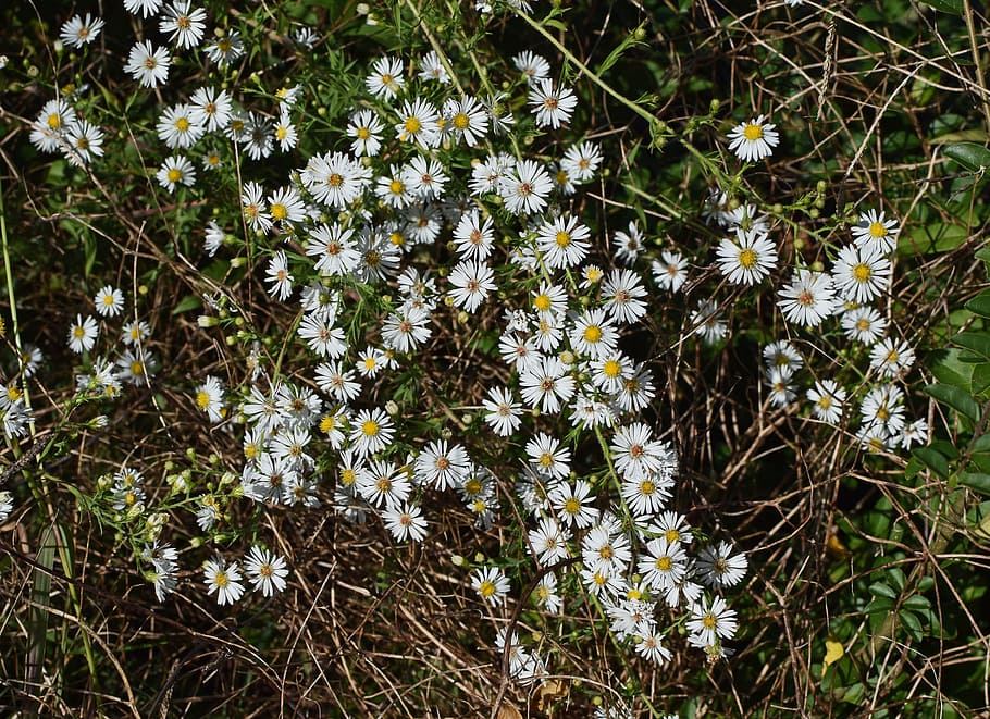 bílé aster, divoká rostlina, květ, rostlina, Příroda, bílý, žlutá, barvitý, divoký, podzim