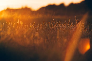 ruoho, kasvi, ala, auringonlasku, auringonnousu, auringonvalo, auringonpaiste, oranssi