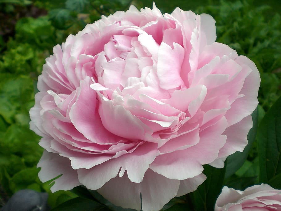 closeup, pink, petaled flower, peony, blossom, bloom, ornamental plant, double flower, nature, pink Color, plant
