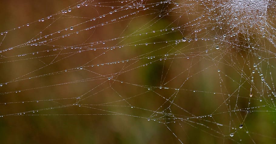 Spider Web, Drops, Dew, Nature, place, web, close-up, fragility